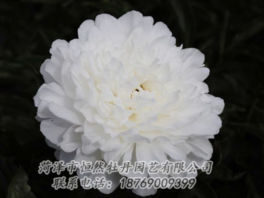點(diǎn)擊查看詳細(xì)信息<br>標(biāo)題：沙金冠頂 閱讀次數(shù)：1239