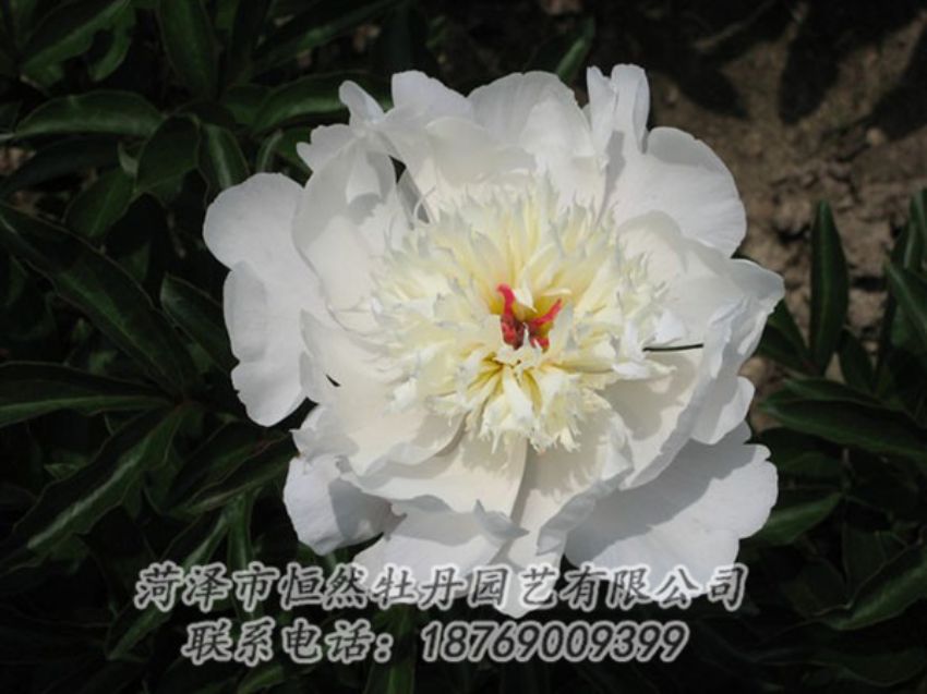 點(diǎn)擊查看詳細(xì)信息<br>標(biāo)題：凌花晨浴 閱讀次數(shù)：1272