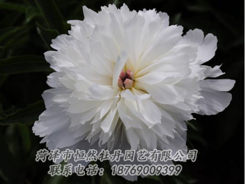 點(diǎn)擊查看詳細(xì)信息<br>標(biāo)題：玲瓏玉 閱讀次數(shù)：1219