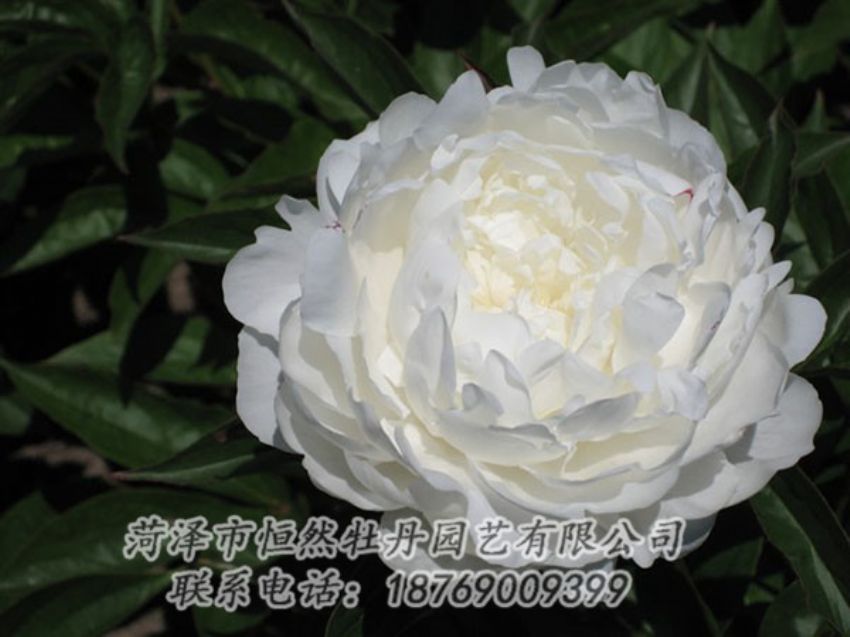 點(diǎn)擊查看詳細(xì)信息<br>標(biāo)題：白玉盤 閱讀次數(shù)：1226
