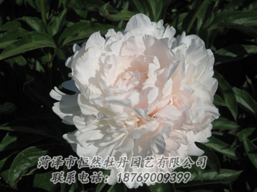 點(diǎn)擊查看詳細(xì)信息<br>標(biāo)題：白玉樓 閱讀次數(shù)：2232