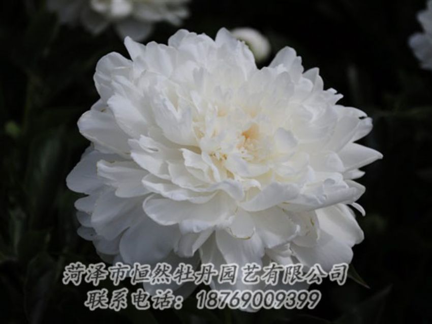 點(diǎn)擊查看詳細(xì)信息<br>標(biāo)題：白色 閱讀次數(shù)：1252