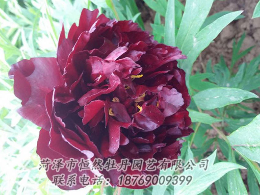 點擊查看詳細信息<br>標題：黑色牡丹 閱讀次數(shù)：1249