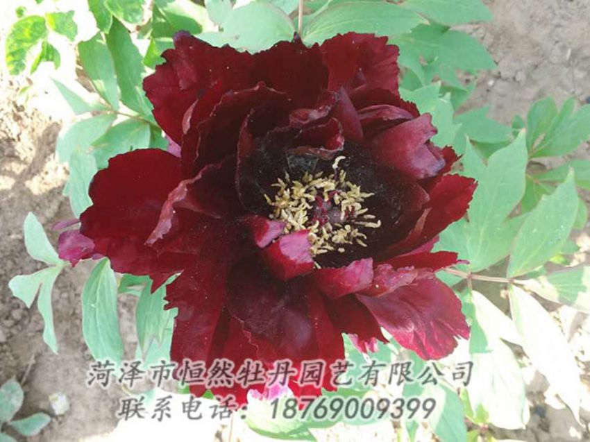 點(diǎn)擊查看詳細(xì)信息<br>標(biāo)題：黑色牡丹 閱讀次數(shù)：1944