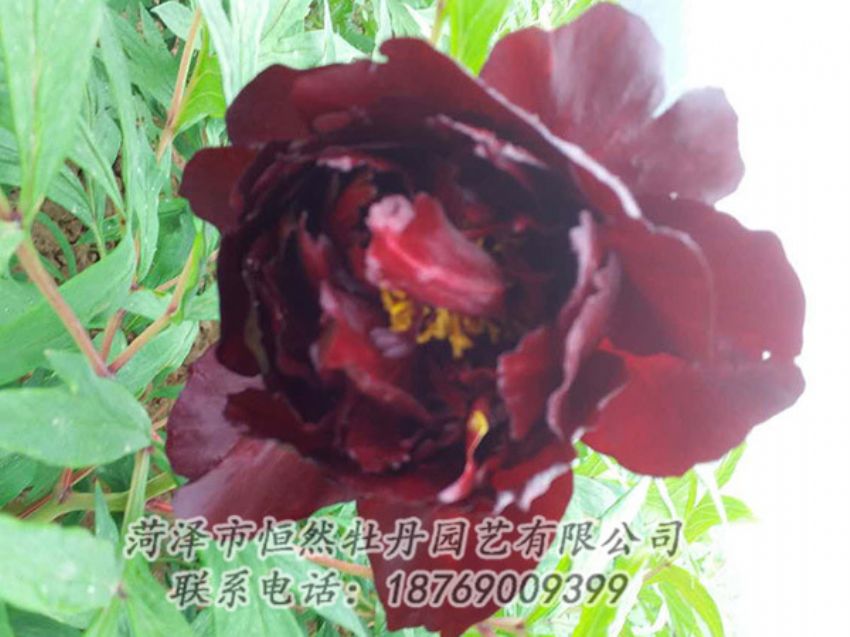 點(diǎn)擊查看詳細(xì)信息<br>標(biāo)題：黑色牡丹 閱讀次數(shù)：1217