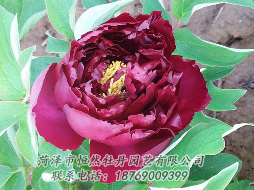 點(diǎn)擊查看詳細(xì)信息<br>標(biāo)題：黑色牡丹 閱讀次數(shù)：1219