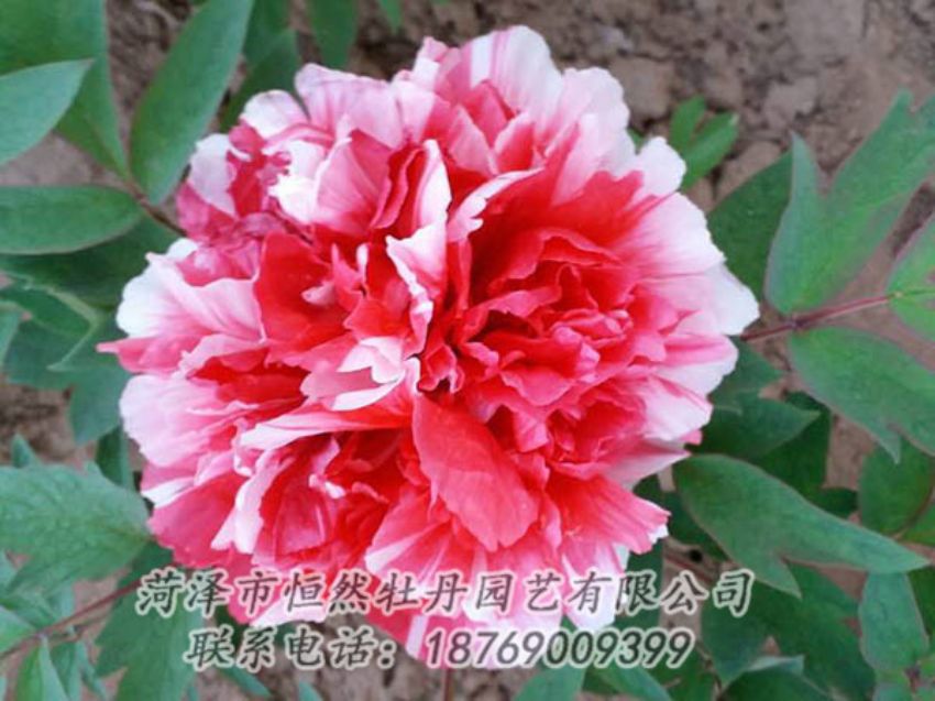 點擊查看詳細信息<br>標題：復色牡丹 閱讀次數(shù)：1236