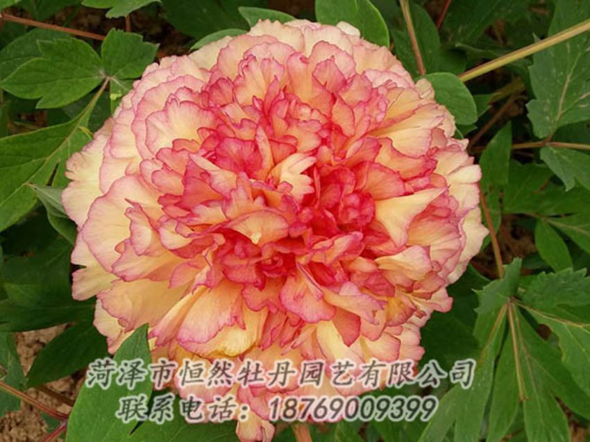點擊查看詳細信息<br>標題：復色牡丹 閱讀次數(shù)：1256