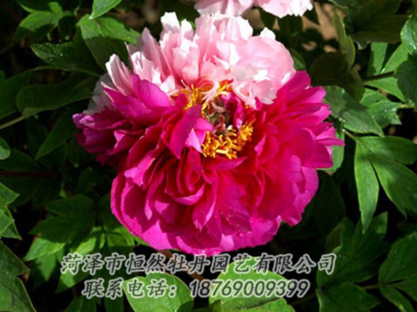 點擊查看詳細信息<br>標題：復色牡丹 閱讀次數(shù)：1191