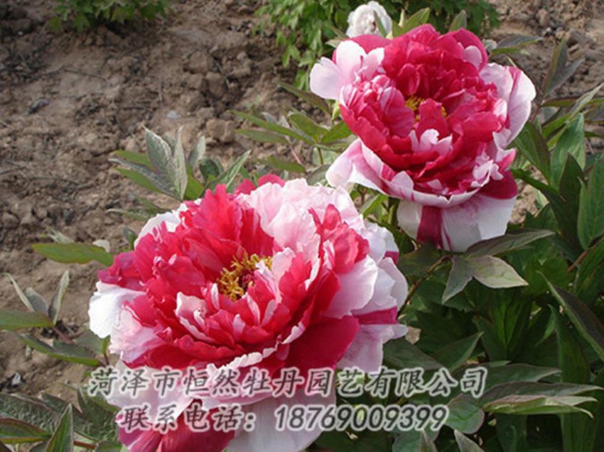 點擊查看詳細信息<br>標題：復色牡丹 閱讀次數(shù)：1236