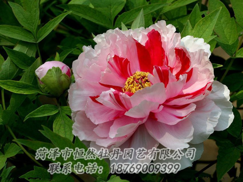 點(diǎn)擊查看詳細(xì)信息<br>標(biāo)題：復(fù)色牡丹 閱讀次數(shù)：2059