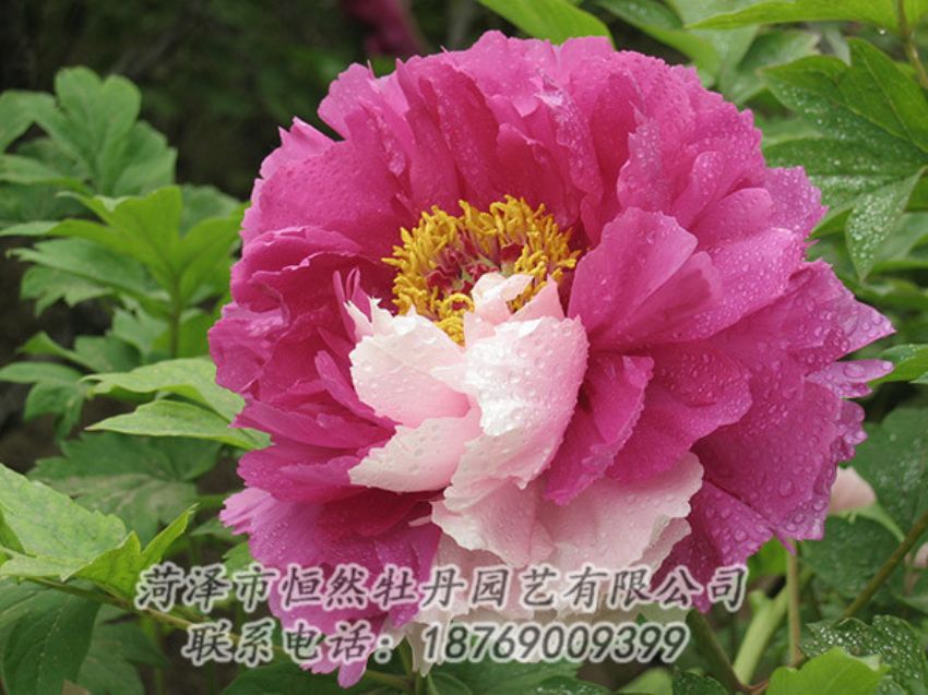 點擊查看詳細信息<br>標題：復色牡丹 閱讀次數(shù)：1280