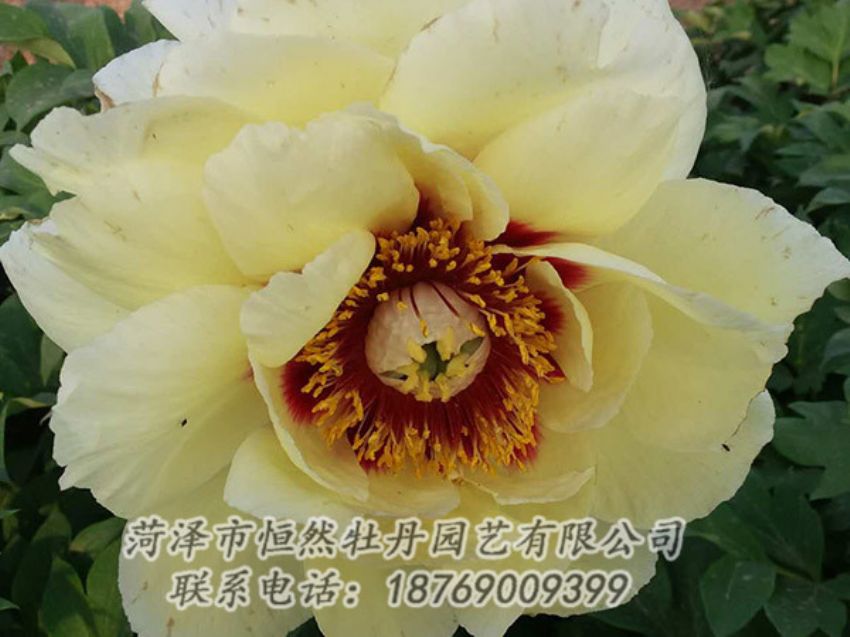 點擊查看詳細(xì)信息<br>標(biāo)題：黃色牡丹 閱讀次數(shù)：1191