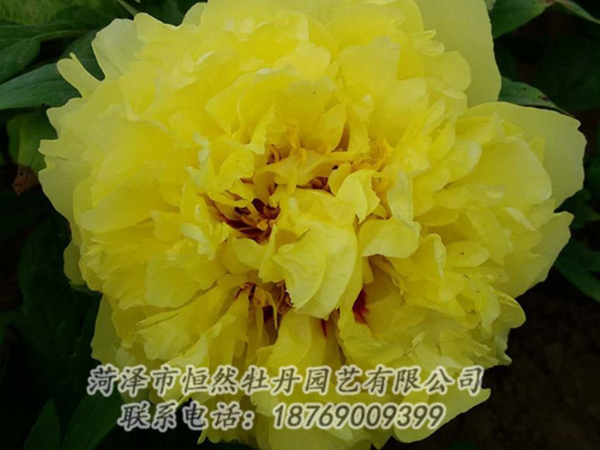 點擊查看詳細(xì)信息<br>標(biāo)題：黃色牡丹 閱讀次數(shù)：1206