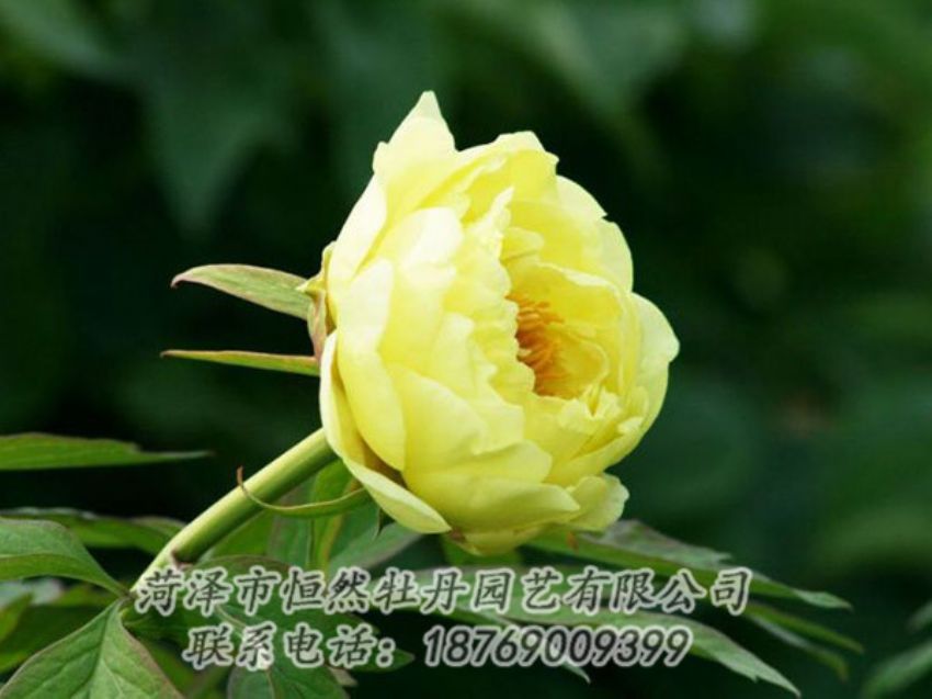 點(diǎn)擊查看詳細(xì)信息<br>標(biāo)題：黃色牡丹 閱讀次數(shù)：1982