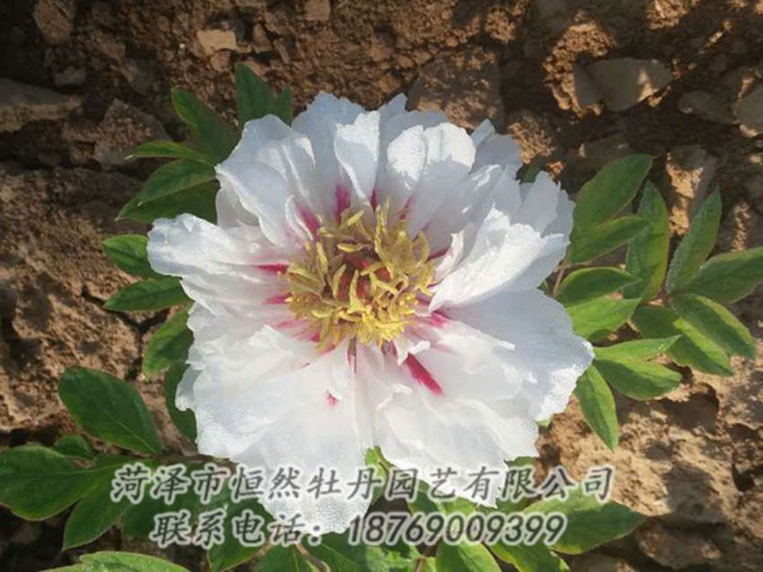 點擊查看詳細(xì)信息<br>標(biāo)題：白色牡丹 閱讀次數(shù)：1286