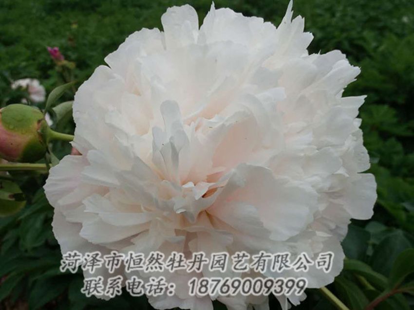 點擊查看詳細(xì)信息<br>標(biāo)題：白色牡丹 閱讀次數(shù)：1245