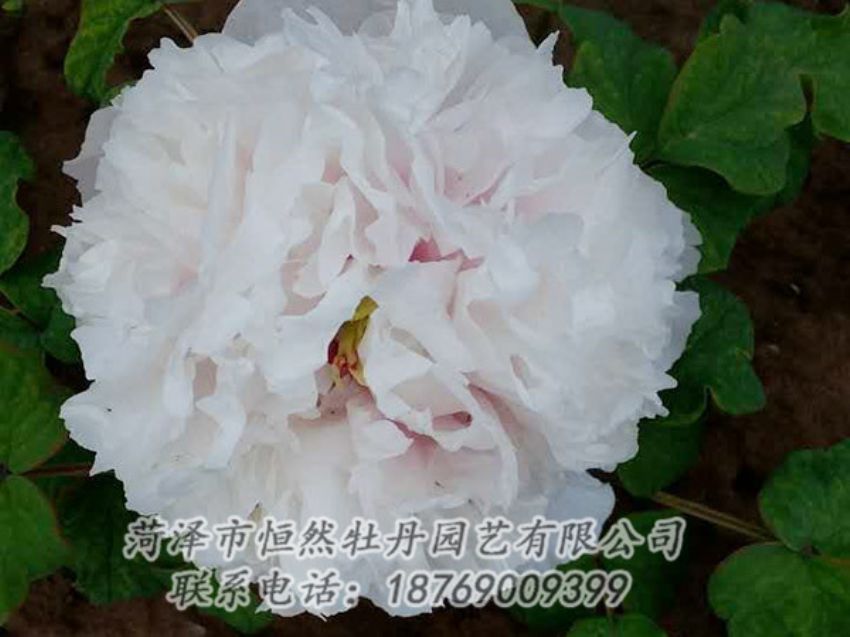 點(diǎn)擊查看詳細(xì)信息<br>標(biāo)題：白色牡丹 閱讀次數(shù)：2030