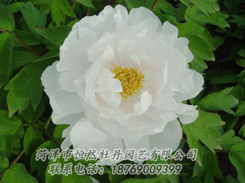 點(diǎn)擊查看詳細(xì)信息<br>標(biāo)題：白色牡丹 閱讀次數(shù)：2028