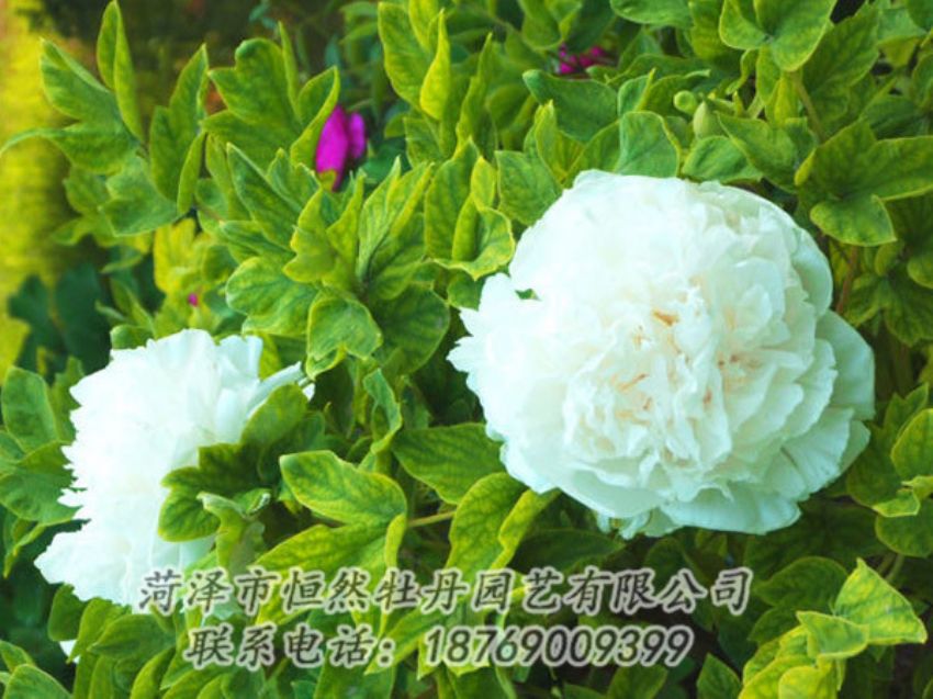 點擊查看詳細(xì)信息<br>標(biāo)題：白色牡丹 閱讀次數(shù)：1215