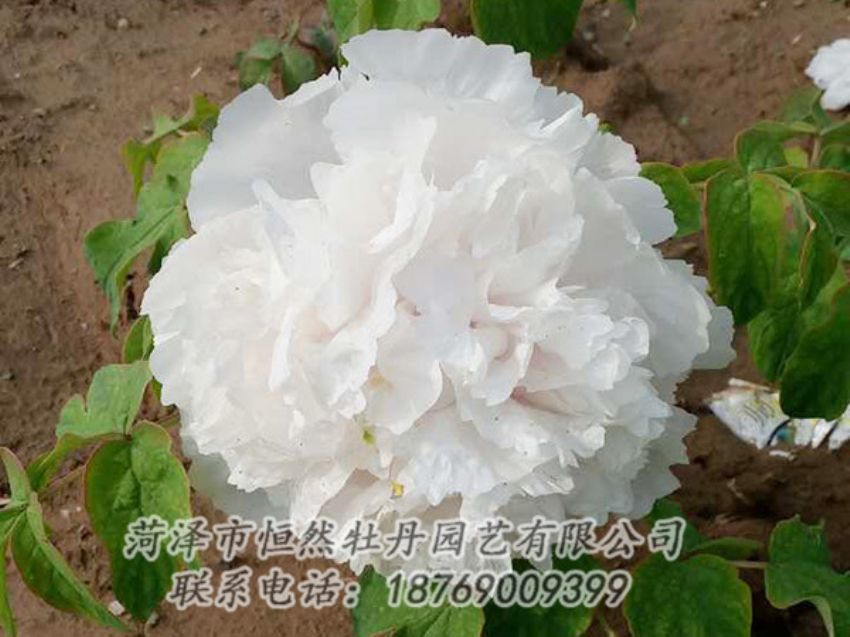 點(diǎn)擊查看詳細(xì)信息<br>標(biāo)題：白色牡丹 閱讀次數(shù)：1029