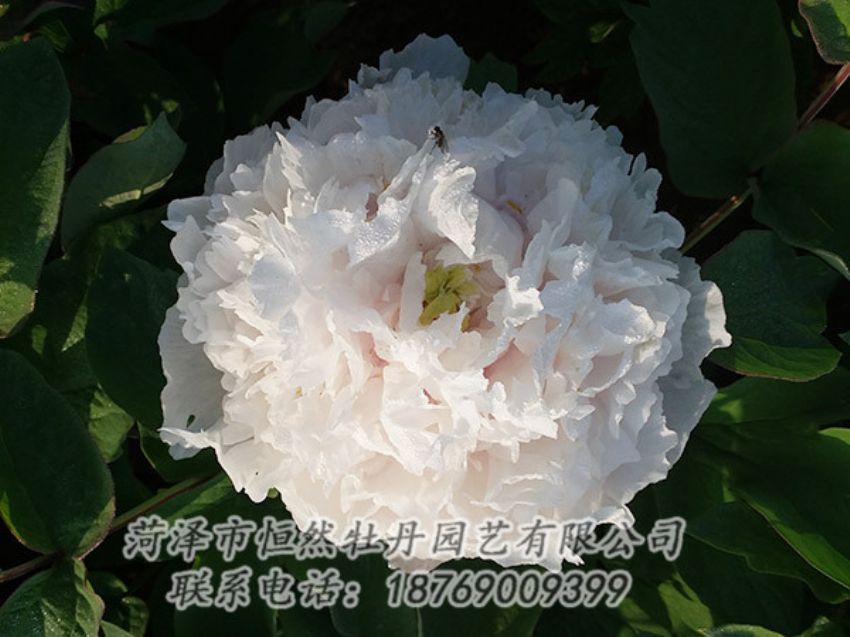點擊查看詳細(xì)信息<br>標(biāo)題：白色牡丹 閱讀次數(shù)：1229