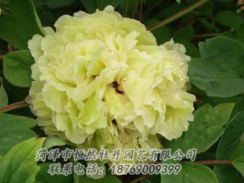 點(diǎn)擊查看詳細(xì)信息<br>標(biāo)題：綠色 閱讀次數(shù)：1107