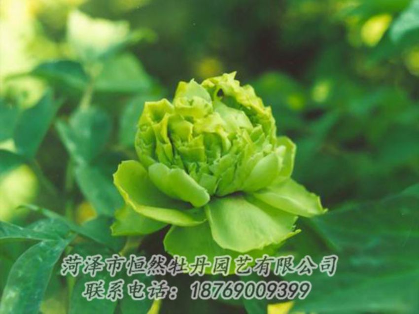 點(diǎn)擊查看詳細(xì)信息<br>標(biāo)題：綠色牡丹 閱讀次數(shù)：1258