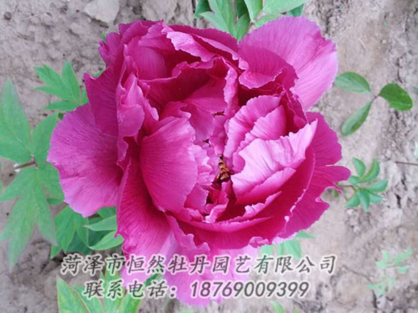 點擊查看詳細信息<br>標題：紫色牡丹 閱讀次數(shù)：1079