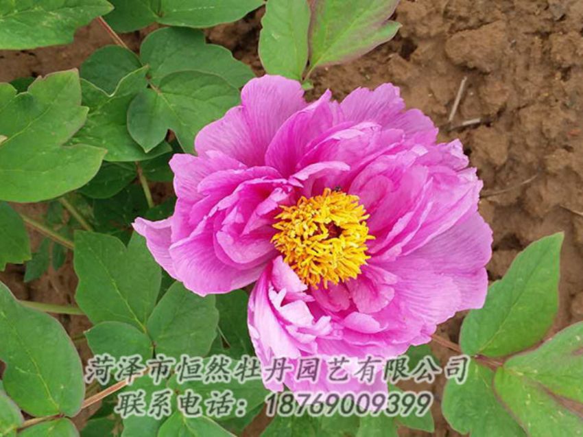 點(diǎn)擊查看詳細(xì)信息<br>標(biāo)題：紫色牡丹 閱讀次數(shù)：1198