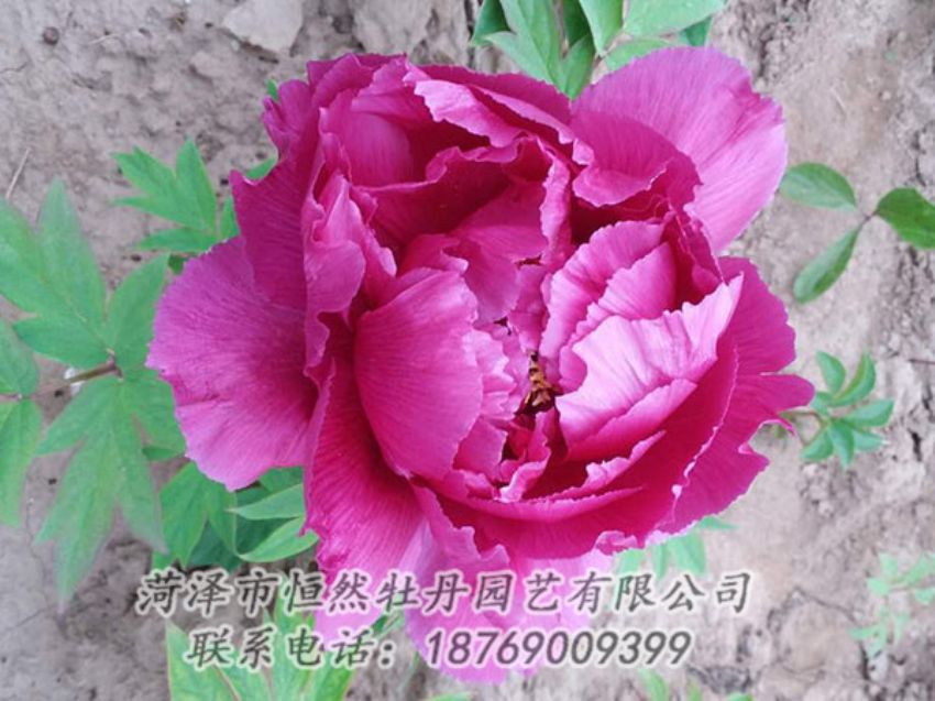 點(diǎn)擊查看詳細(xì)信息<br>標(biāo)題：紫色牡丹 閱讀次數(shù)：1177