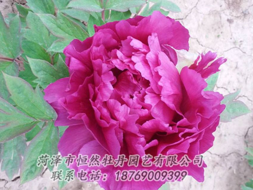 點(diǎn)擊查看詳細(xì)信息<br>標(biāo)題：紫色牡丹 閱讀次數(shù)：1308