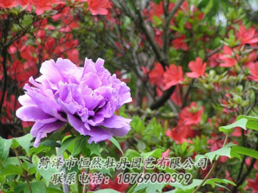 點(diǎn)擊查看詳細(xì)信息<br>標(biāo)題：紫色牡丹 閱讀次數(shù)：1990
