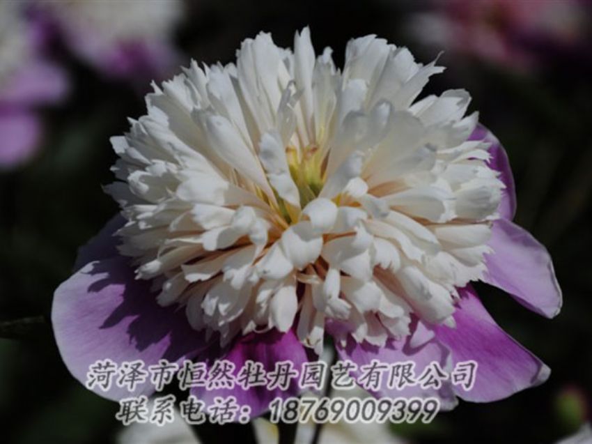 點擊查看詳細信息<br>標題：復色芍藥 閱讀次數(shù)：1276