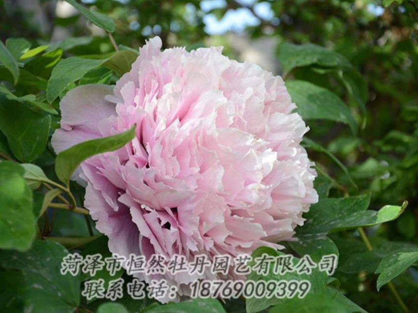 點(diǎn)擊查看詳細(xì)信息<br>標(biāo)題：粉色牡丹 閱讀次數(shù)：2046