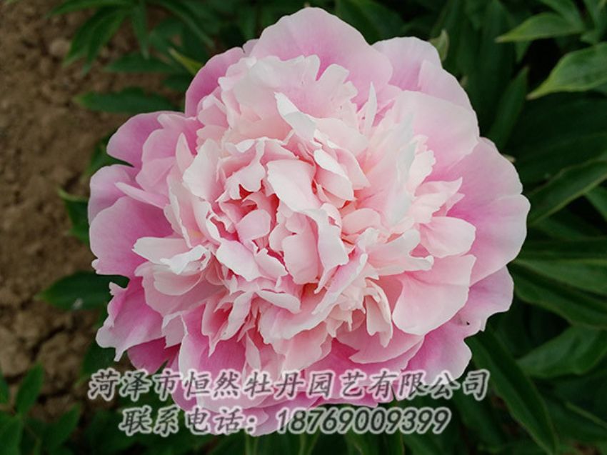 點(diǎn)擊查看詳細(xì)信息<br>標(biāo)題：粉色牡丹 閱讀次數(shù)：2012