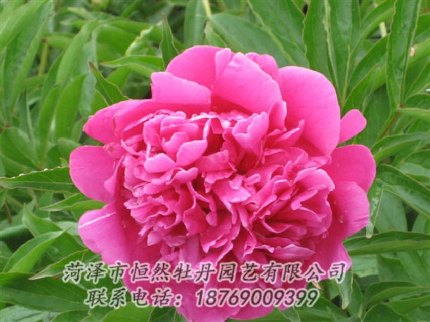 點擊查看詳細信息<br>標題：永生紅 閱讀次數：1071