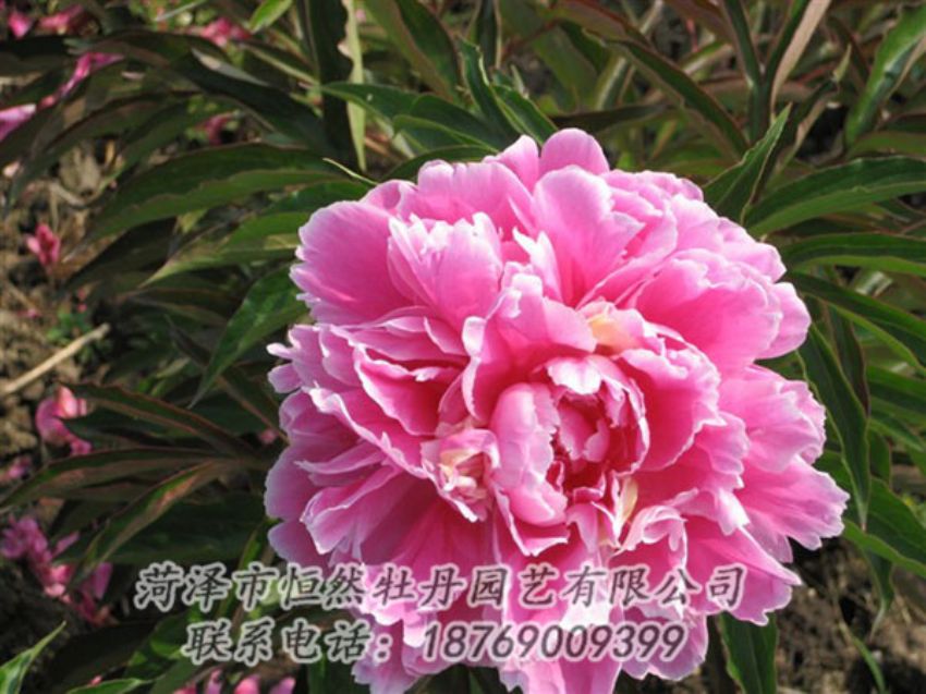 點擊查看詳細信息<br>標題：西施紅妝 閱讀次數：1072