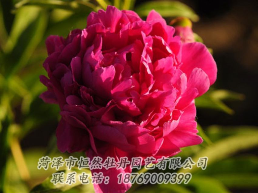 點擊查看詳細信息<br>標題：老來紅 閱讀次數：1014