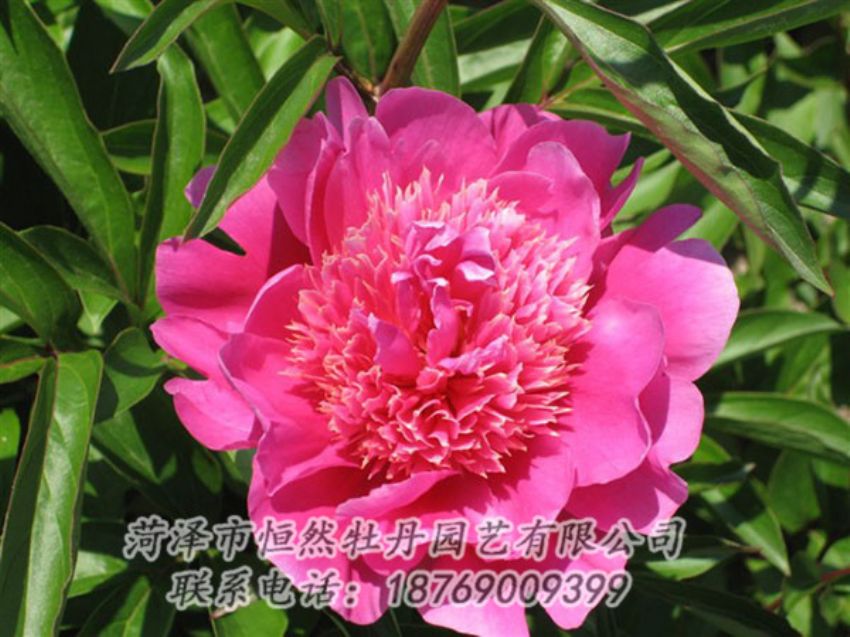 點擊查看詳細(xì)信息<br>標(biāo)題：紅繡球 閱讀次數(shù)：1056