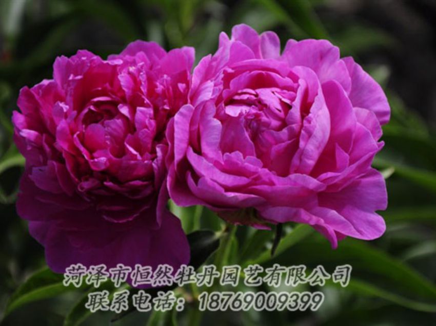 點擊查看詳細(xì)信息<br>標(biāo)題：紅玫瑰 閱讀次數(shù)：1003