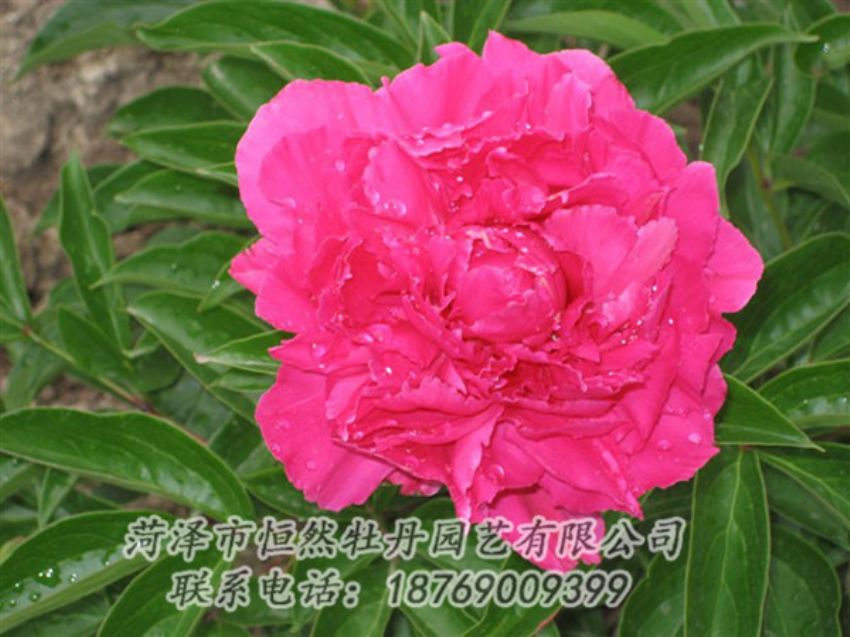點擊查看詳細(xì)信息<br>標(biāo)題：紅冠芳 閱讀次數(shù)：1078