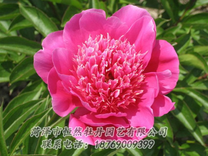 點擊查看詳細信息<br>標題：紅繡球 閱讀次數：1043
