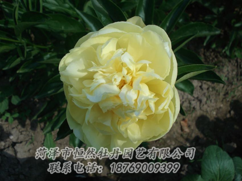 點(diǎn)擊查看詳細(xì)信息<br>標(biāo)題：黃色芍藥 閱讀次數(shù)：1327