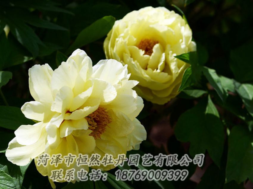 點(diǎn)擊查看詳細(xì)信息<br>標(biāo)題：黃色芍藥 閱讀次數(shù)：1240