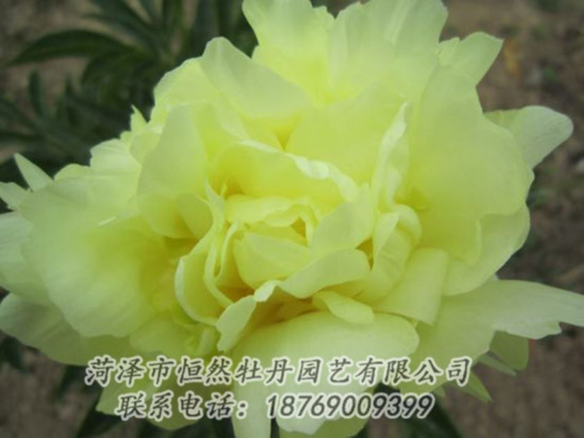 點(diǎn)擊查看詳細(xì)信息<br>標(biāo)題：黃色芍藥 閱讀次數(shù)：1272