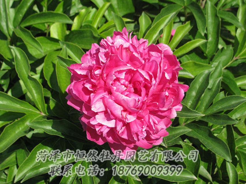 點(diǎn)擊查看詳細(xì)信息<br>標(biāo)題：紅色芍藥 閱讀次數(shù)：1201