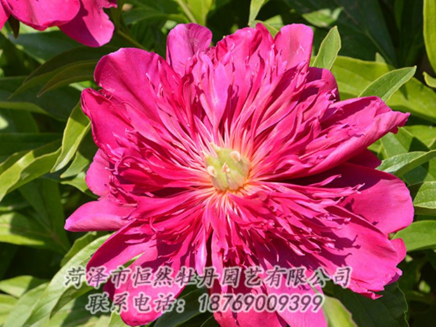 點(diǎn)擊查看詳細(xì)信息<br>標(biāo)題：紅色芍藥 閱讀次數(shù)：1148