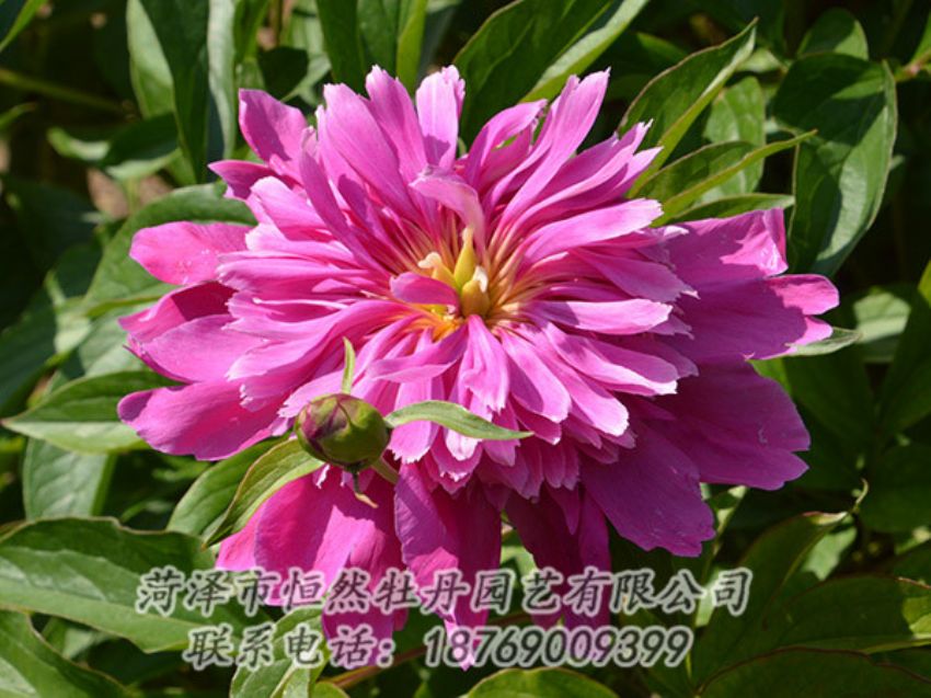 點(diǎn)擊查看詳細(xì)信息<br>標(biāo)題：紅色芍藥 閱讀次數(shù)：1186