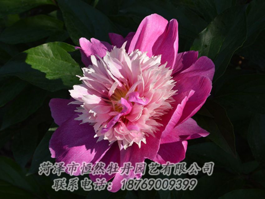 點(diǎn)擊查看詳細(xì)信息<br>標(biāo)題：紅色芍藥 閱讀次數(shù)：1275